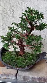 bonsai di ginepro itoigawa 