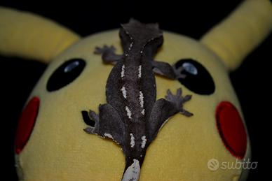 Geco ciliatus
