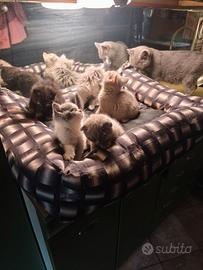 Gattini British e scottish fold