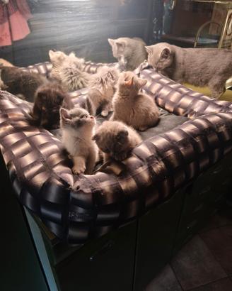 Gattini British e scottish fold