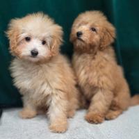 Maltipoo