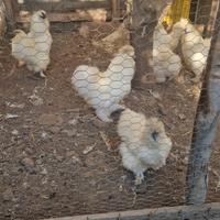 Galline moroseta