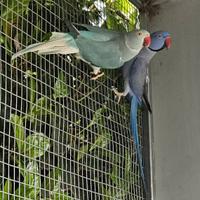 Parrocchetti del collare