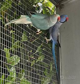 Parrocchetti del collare