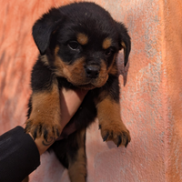 Cucciola di rottweiler