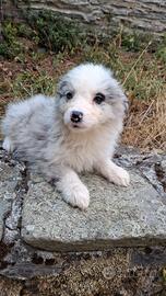 Cuccioli border collie blue merle e bianco nero