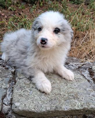 Cuccioli border collie blue merle e bianco nero