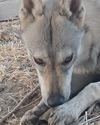 Cane lupo Cecoslovacco