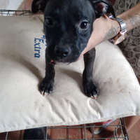 Pitbull terrier originali