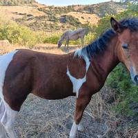 Puledro maschio paint appaloosa