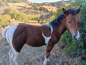 Puledro maschio paint appaloosa