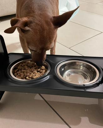 Ciotola dopoia pee cani e gatti di piccola taglia