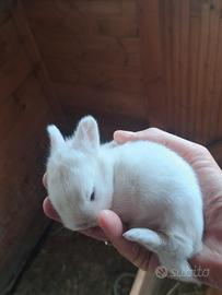 Cuccioli di coniglio nano
