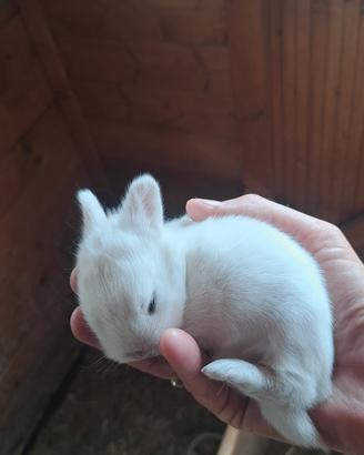 Cuccioli di coniglio nano