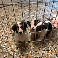 Cuccioli di cane