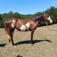 Puledra Paint x Criollo