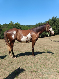 Puledra Paint x Criollo