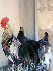 Galli e galline razza Phoenix (ibrida)
