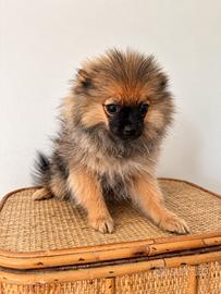 Cucciola volpino di pomerania toy - femminuccia