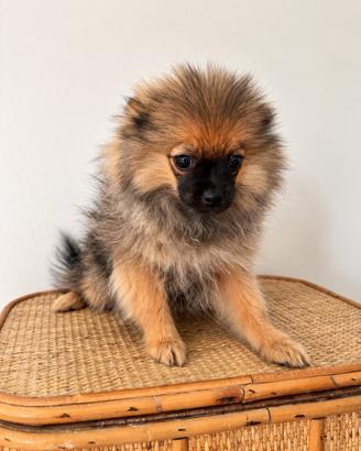 Cucciola volpino di pomerania toy - femminuccia