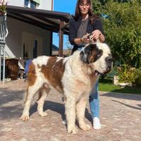 S.bernardo maschio per accoppiamento