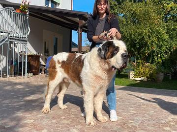 S.bernardo maschio per accoppiamento