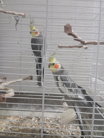 Pappagalli calopsite