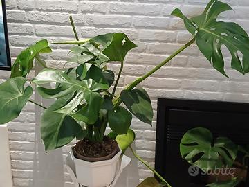 Monstera