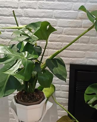 Monstera