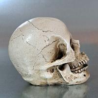Teschio/Skull decorazione per la casa
