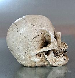 Teschio/Skull decorazione per la casa