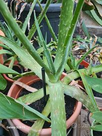 pianta aloe