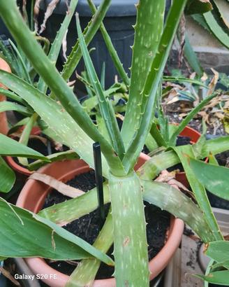pianta aloe