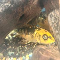 Carpe giapponesi e non solo