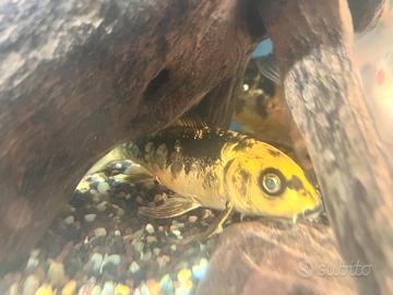 Carpe giapponesi e non solo