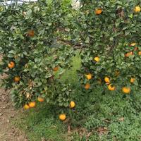 aranci mandaranciclementini