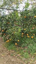 aranci mandaranciclementini