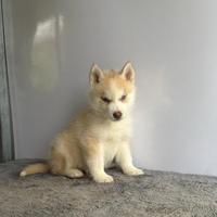 Husky con pedigree Enci