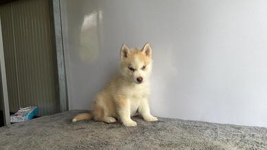 Husky con pedigree Enci