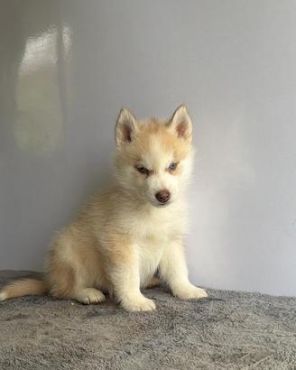 Husky con pedigree Enci