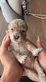 Cuccioli di barboncini nani