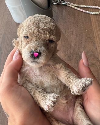Cuccioli di barboncini nani