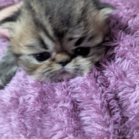 Disponibili gatti persiani