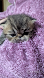 Disponibili gatti persiani