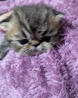 Disponibili gatti persiani