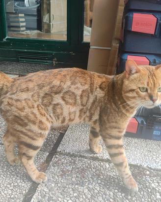 Gatto Bengalese per visita romantica