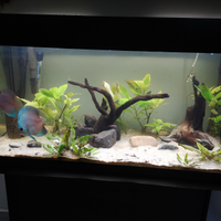 Acquario wave 200lt + mobile + discus