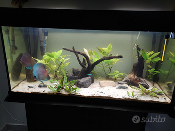 Acquario wave 200lt + mobile + discus