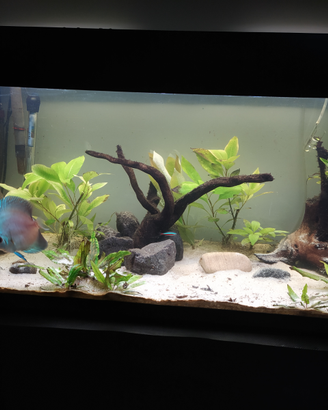 Acquario wave 200lt + mobile + discus