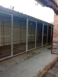Box cani